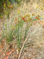 Cyperus vaginatus