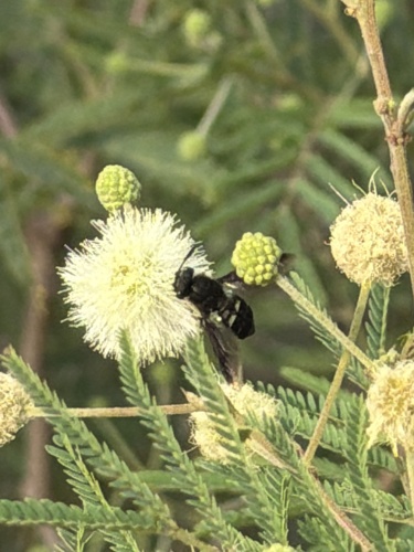 Unknown species found near Tyler Ave, McAllen, TX, US