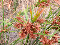 Cyperus vaginatus