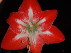 Hippeastrum hybridum