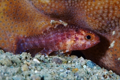 Mottled Cardinalfish photo 2