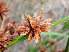 Cyperus vaginatus