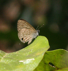 Prosotas nora ardates