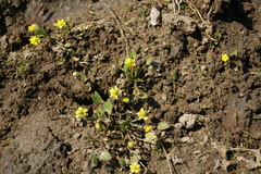 Halerpestes sarmentosa