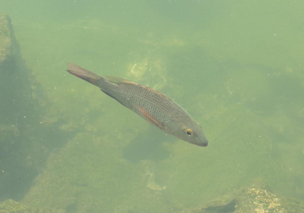Colorado-snapper (Lutjanus colorado) — Lutjanidae
