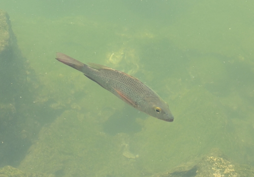 Colorado snapper (Lutjanus colorado) — Lutjanidae