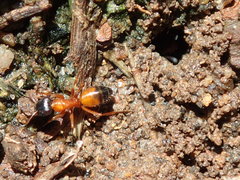 Opisthopsis rufithorax