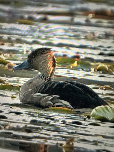 iNaturalist: (c) gloriamarkiewicz, some rights reserved (CC BY-NC) iNaturalist image