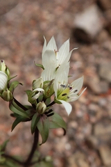 Gentianella tenuifolia
