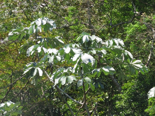 Cecropia hololeuca (Cecropia hololeuca)
