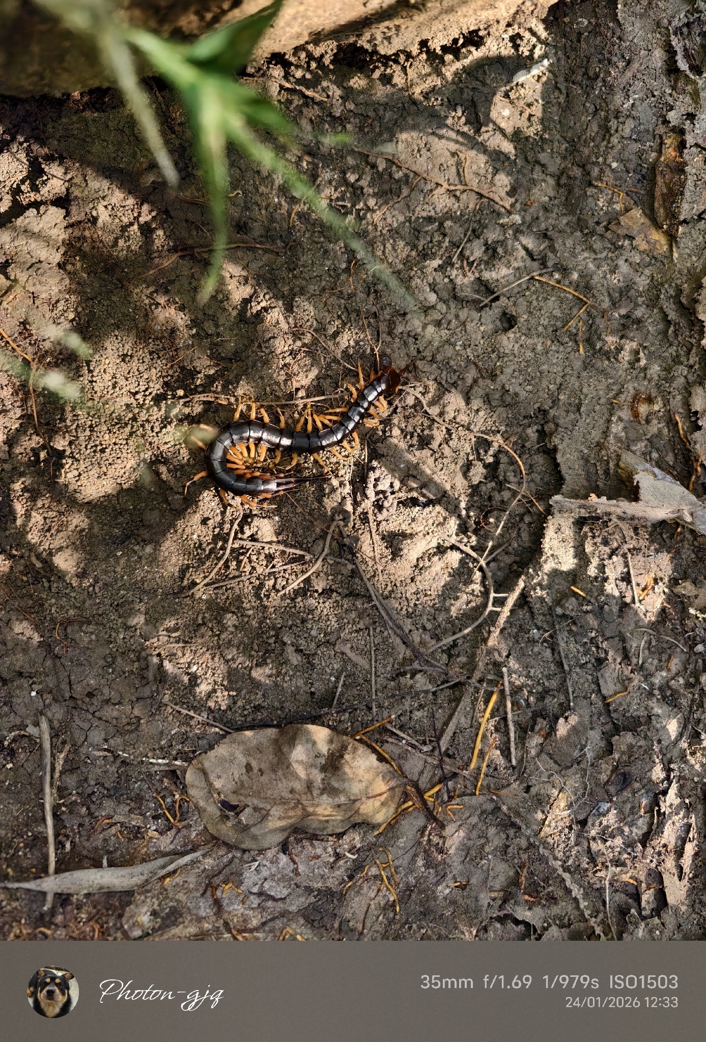 Scolopendra hainana Kronmüller, 2012