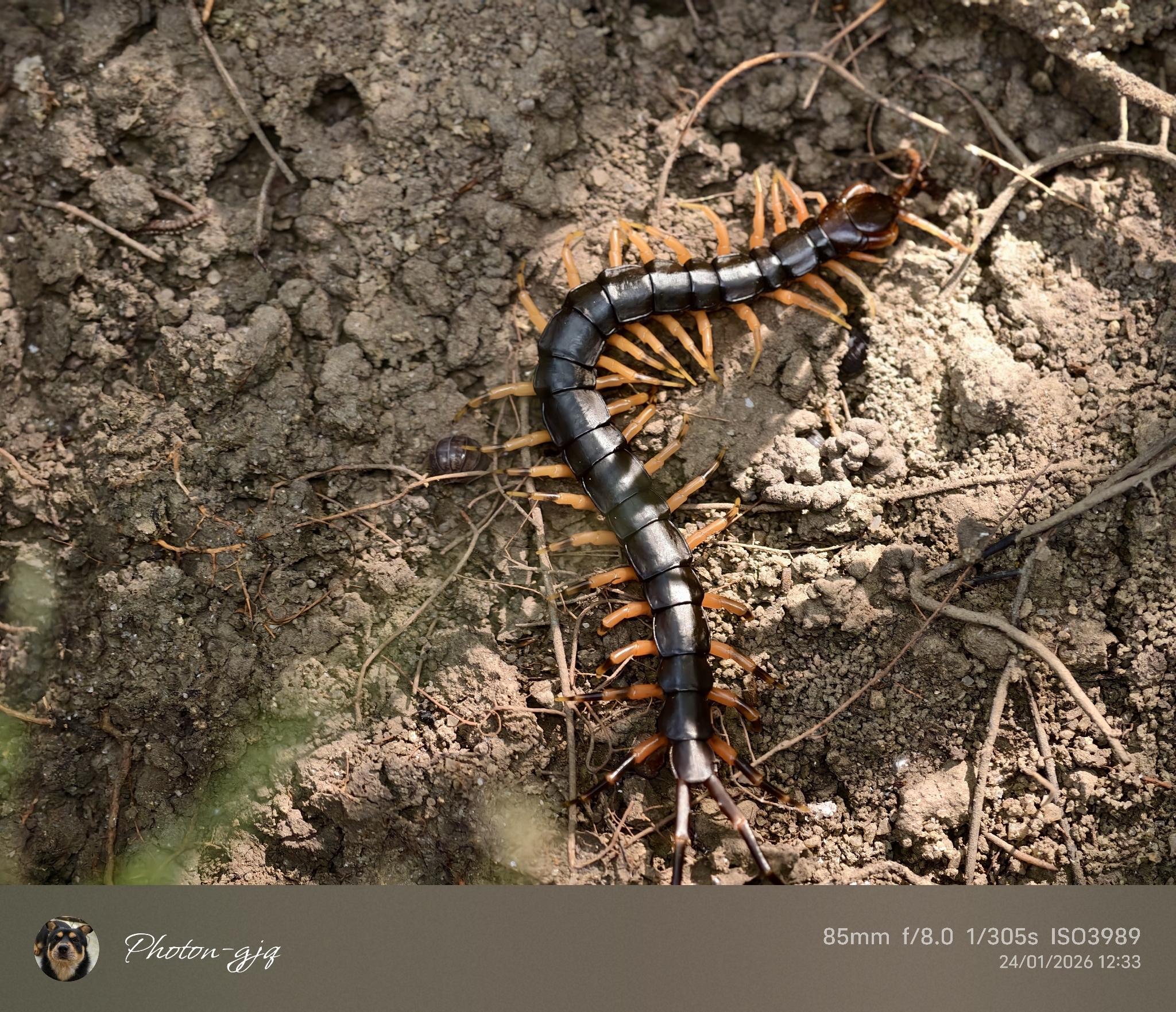 Scolopendra hainana Kronmüller, 2012