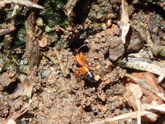 Opisthopsis rufithorax