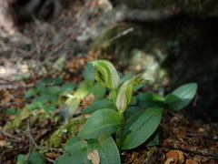 Pterostylis scabrida