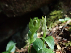 Pterostylis scabrida
