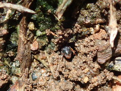 Opisthopsis rufithorax