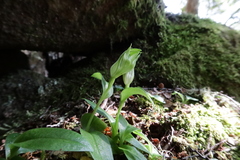 Pterostylis scabrida