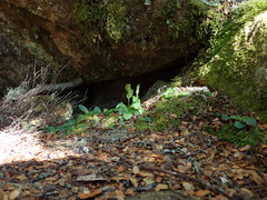 Pterostylis scabrida