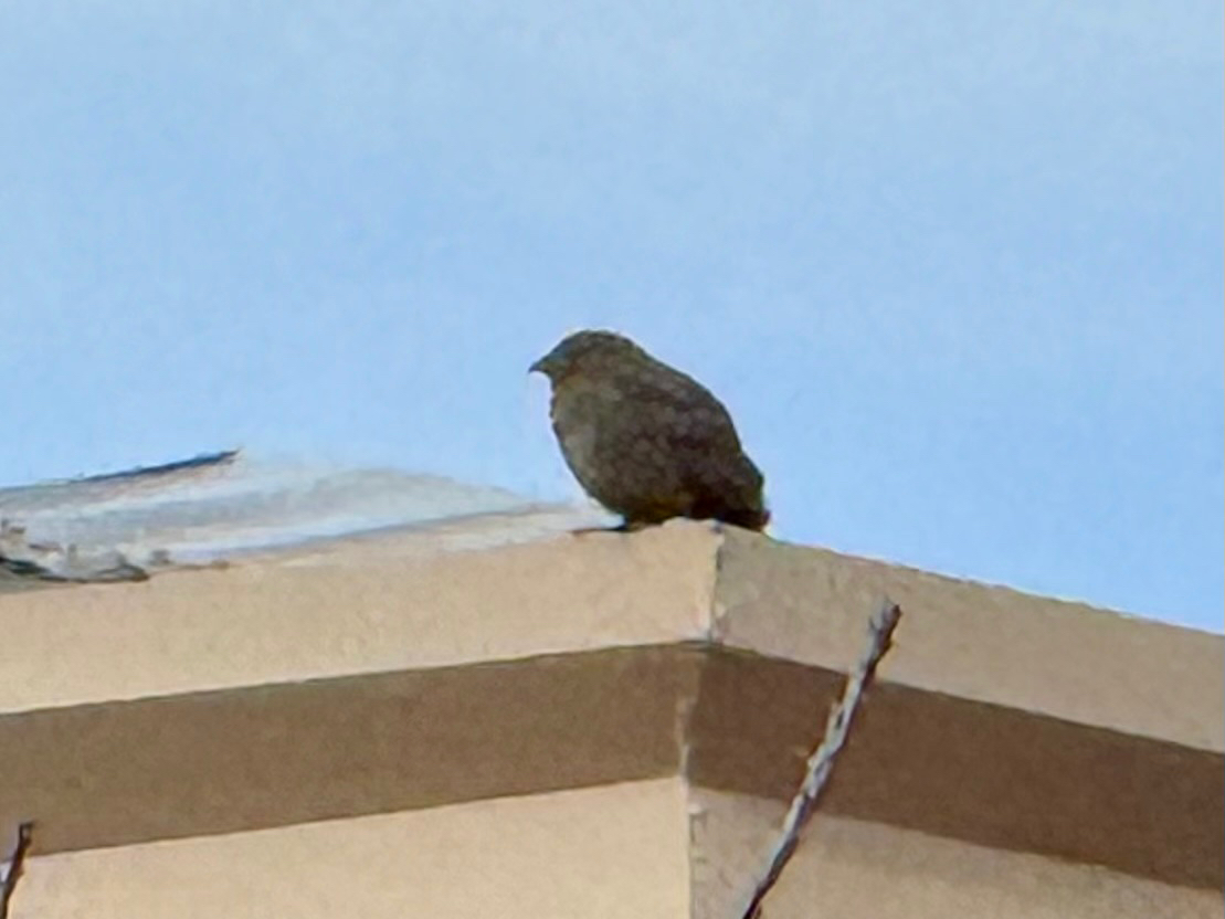 Canyon Towhee (Melozone fusca), photo 4