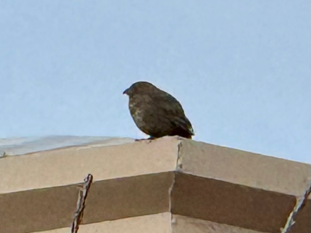 Canyon Towhee (Melozone fusca), photo 3