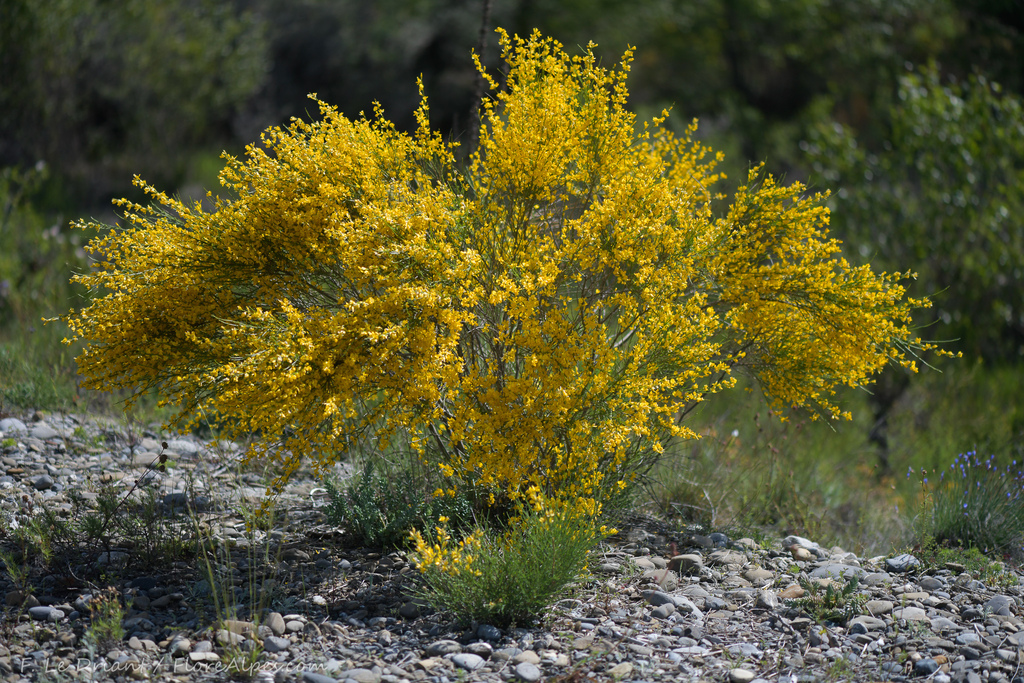 Ash-coloured Broom
