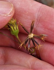 Campiglossa sororcula