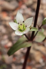 Gentianella tenuifolia