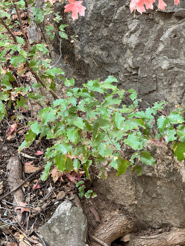 Wilcox's barberry (Berberis wilcoxii)