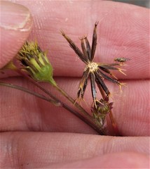 Campiglossa sororcula