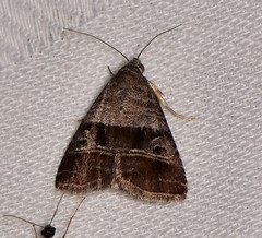 Ozarba punctigera
