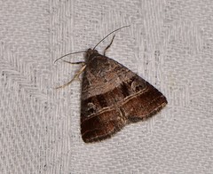 Ozarba punctigera