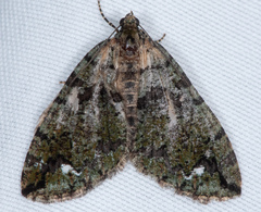 Hydriomena albifasciata