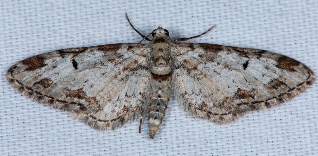 Eupithecia zelmira