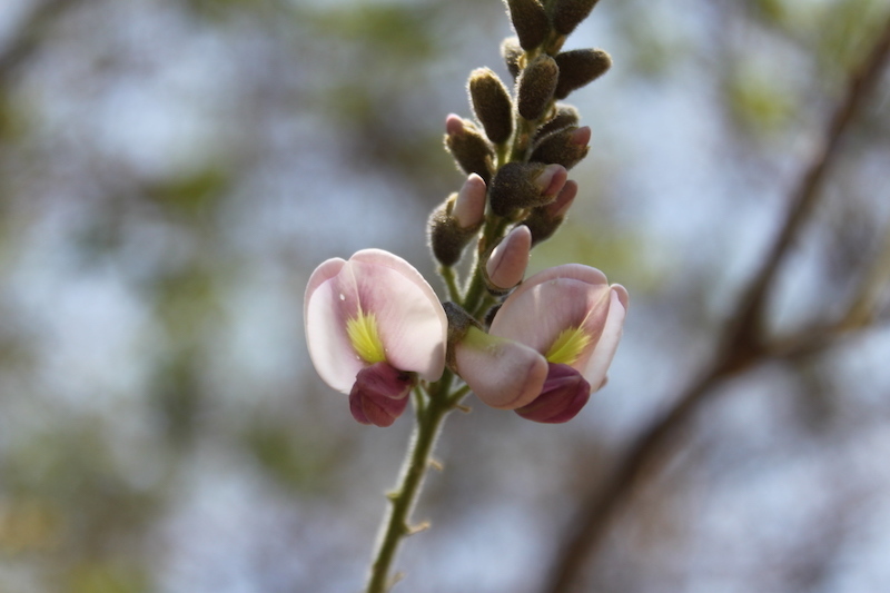 Styphnolobium burseroides