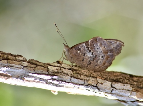 Florida Purplewing