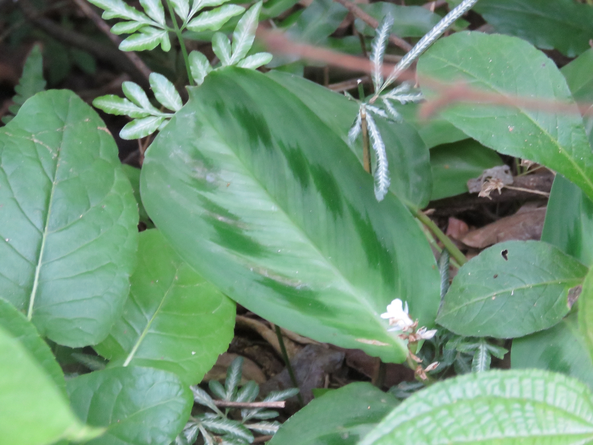 Mukulanukkumatti (Maranta cristata)