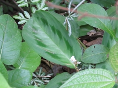 Maranta cristata, photograph (c) Pablo Cauã da Silva Toledo, some rights reserved (CC BY)