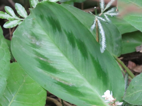 Maranta cristata, photograph 4