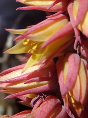 Echeveria rosea