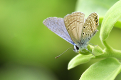 Hemiargus ramon