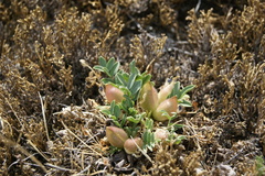Oxytropis caespitosa