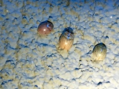 Paropsisterna m-fuscum