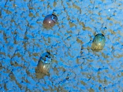 Paropsisterna m-fuscum