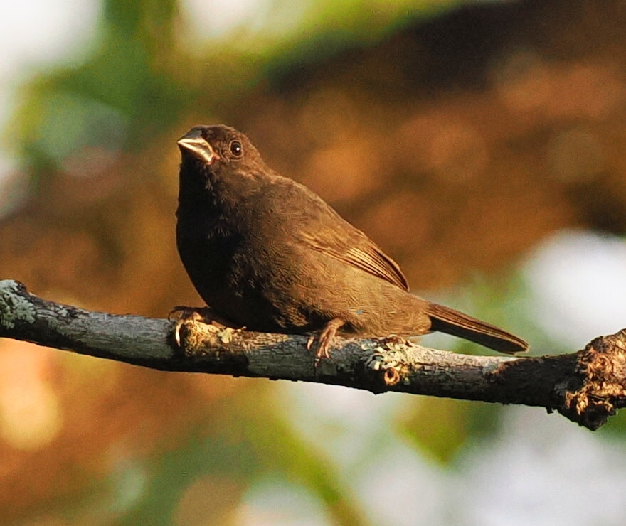 Sooty Grassquit (Asemospiza fuliginosa), photo 7