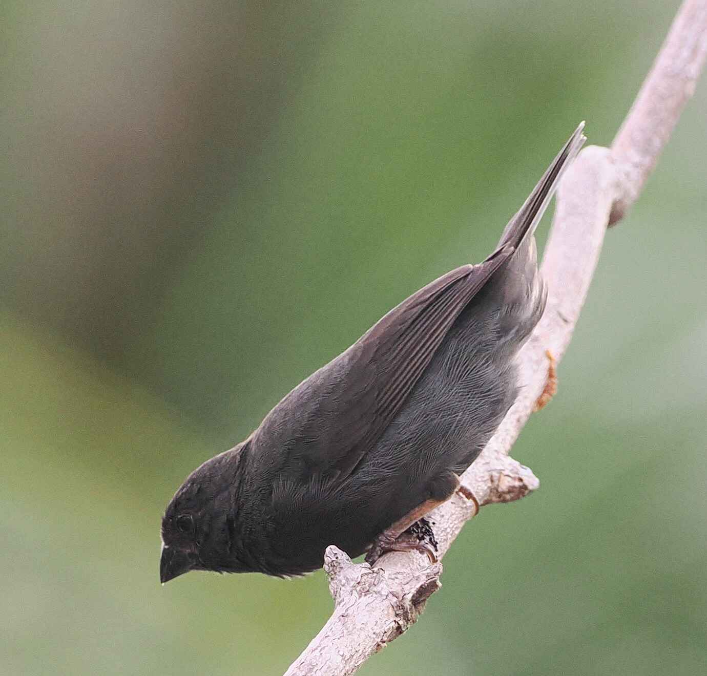 Sooty Grassquit (Asemospiza fuliginosa), photo 2