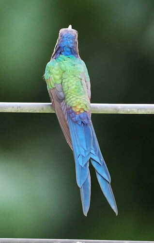 Swallow-tailed Hummingbird (Eupetomena macroura), photo 4