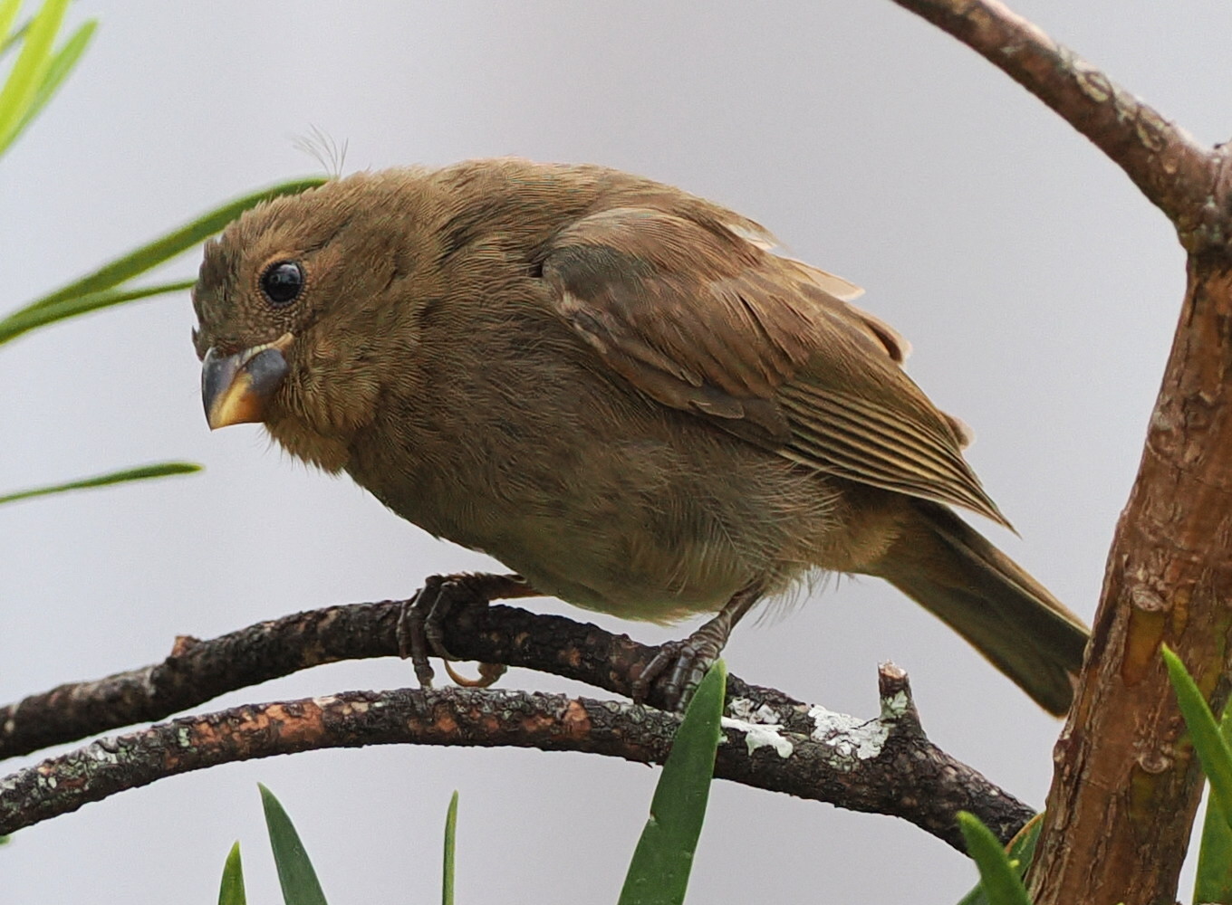 Sooty Grassquit (Asemospiza fuliginosa), photo 3