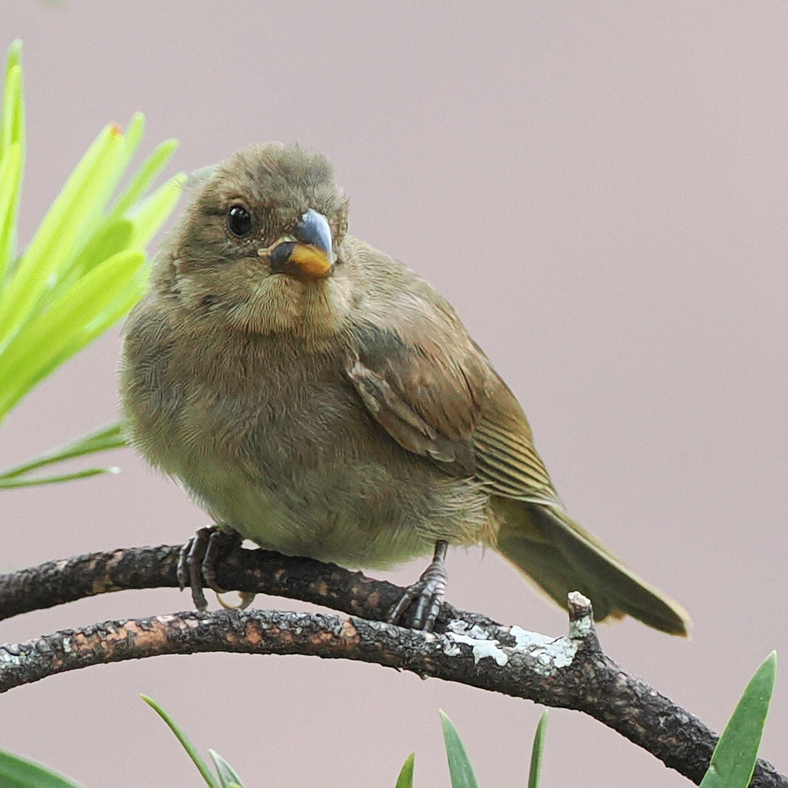 Sooty Grassquit (Asemospiza fuliginosa), photo 5