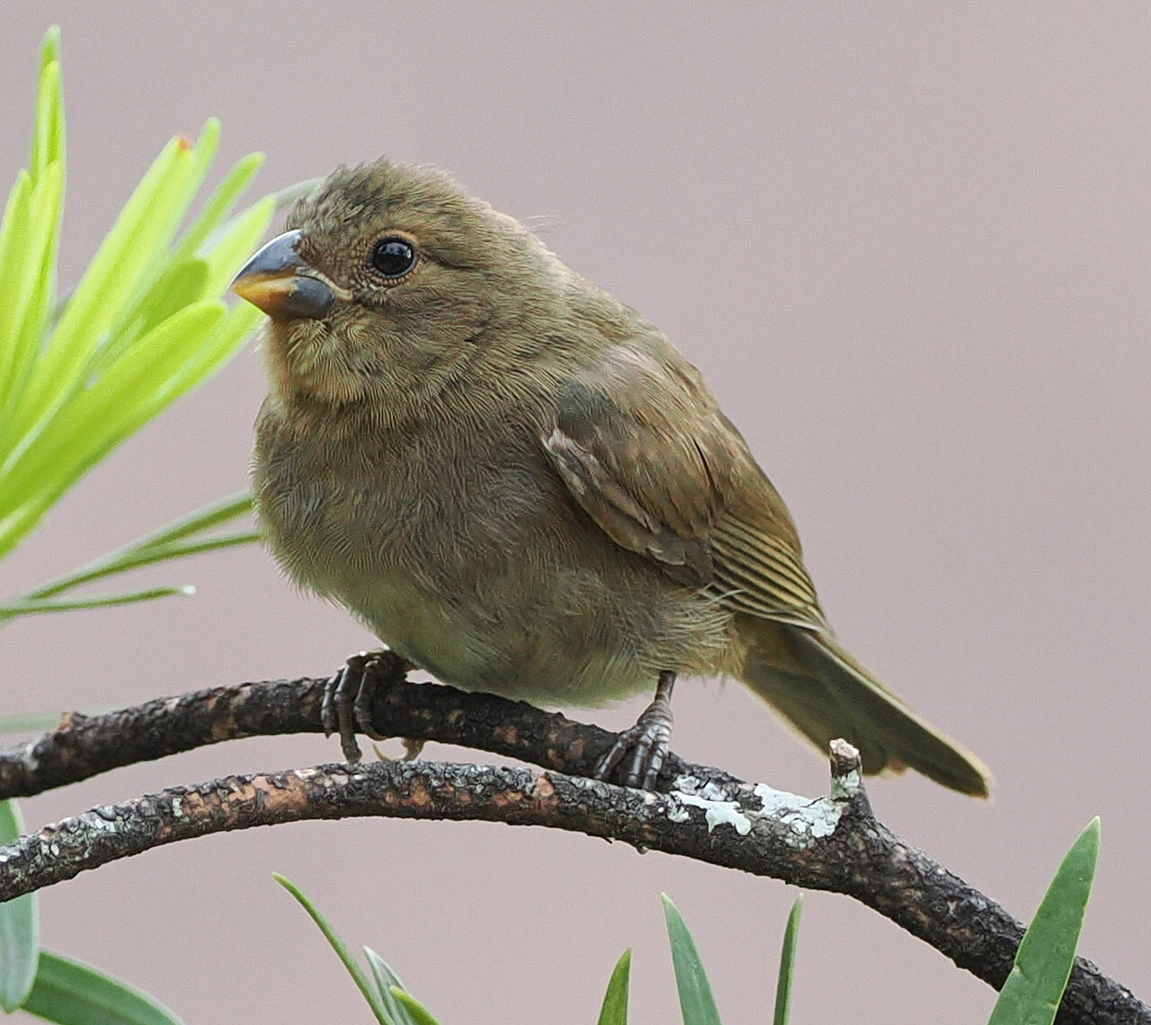 Sooty Grassquit (Asemospiza fuliginosa), photo 6