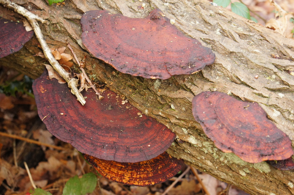 Daedaleopsis confragosa · January 2026 · photo: © alexswift (iNaturalist, cc-by)